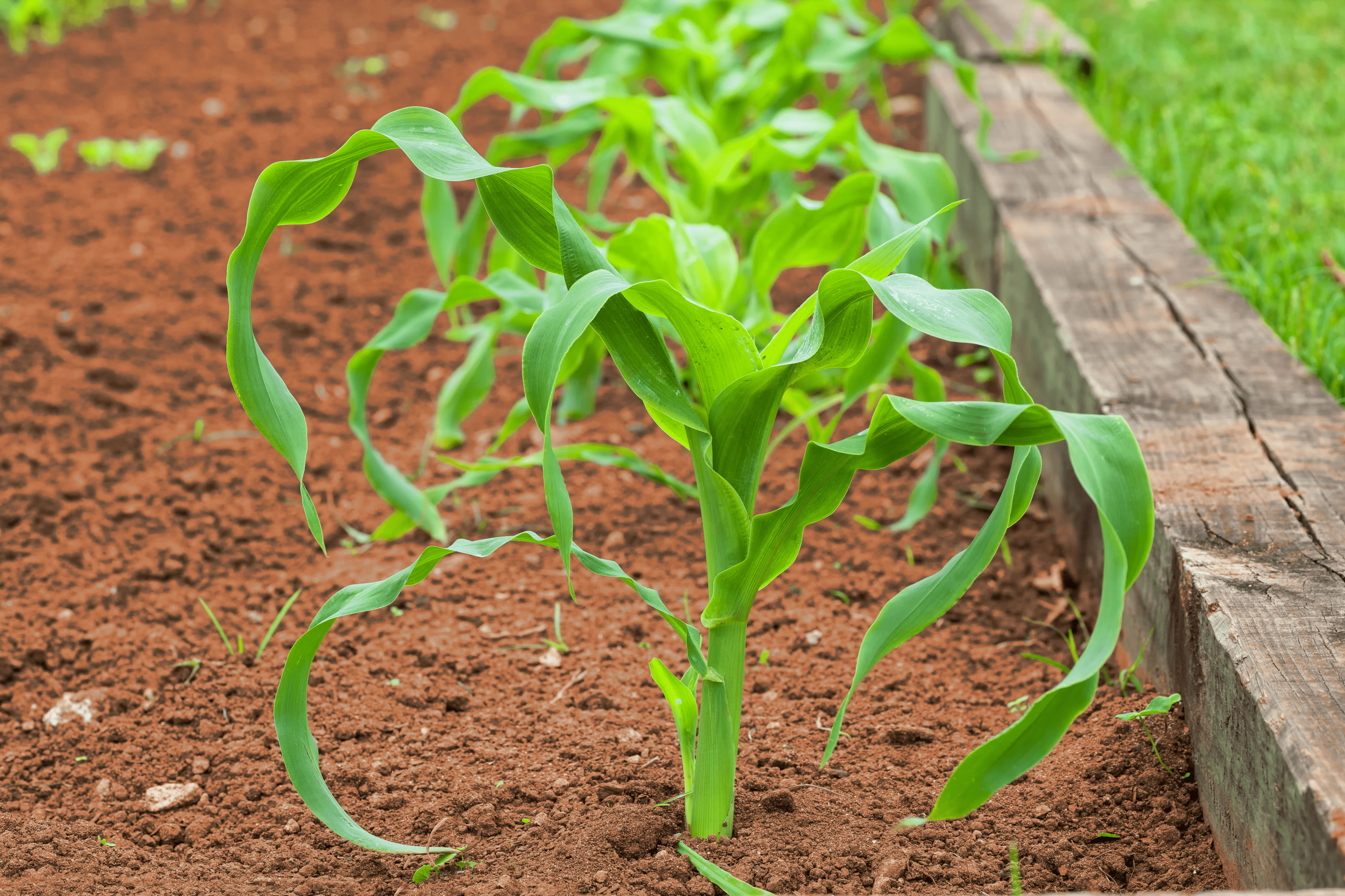 Red Soil Gettyimages 178066984