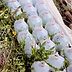 How to Start Plants in Mini 'Milk Jug Greenhouses'