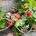 What's the Difference Between Mock Strawberry and Wild Strawberry Plants?