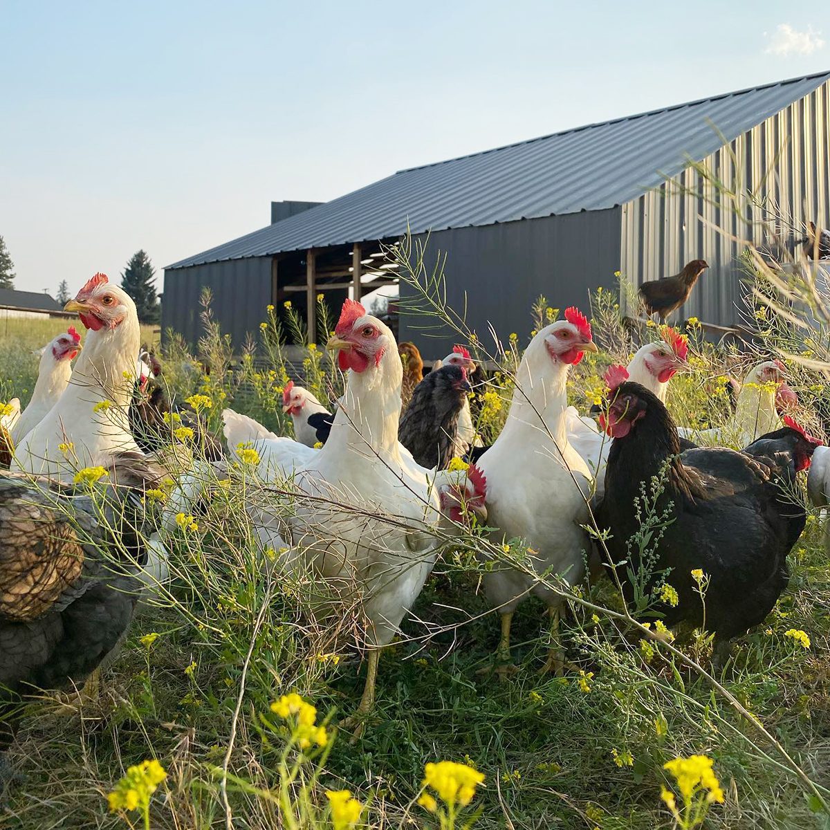 Graze And Roam Farm