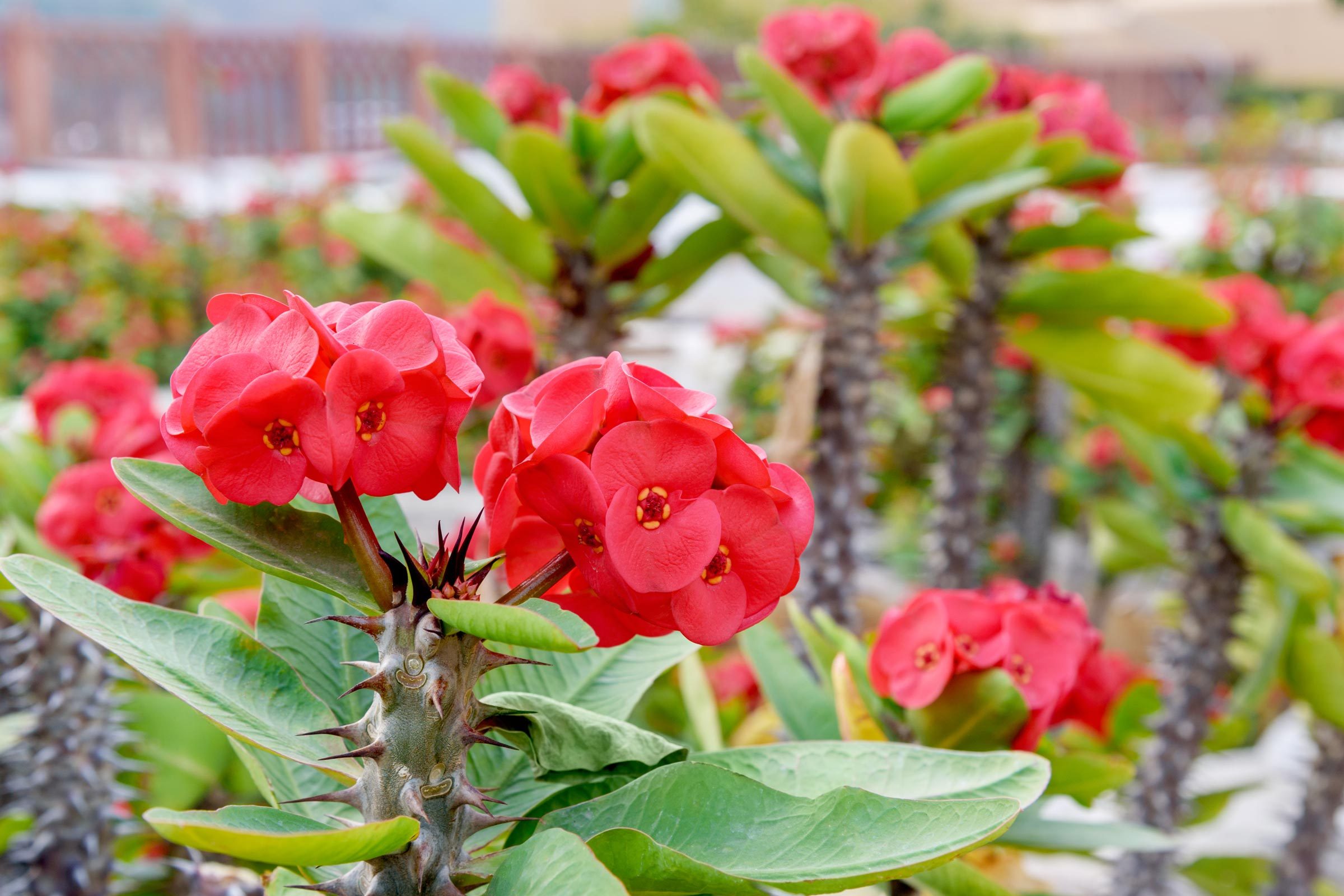 blooming Red Euphorbia milii succulent outside