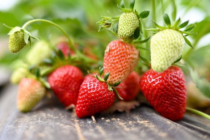 Start of the strawberry season in Wallau