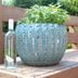 How to Use Wine Bottles to Water Plants While You're on Vacation