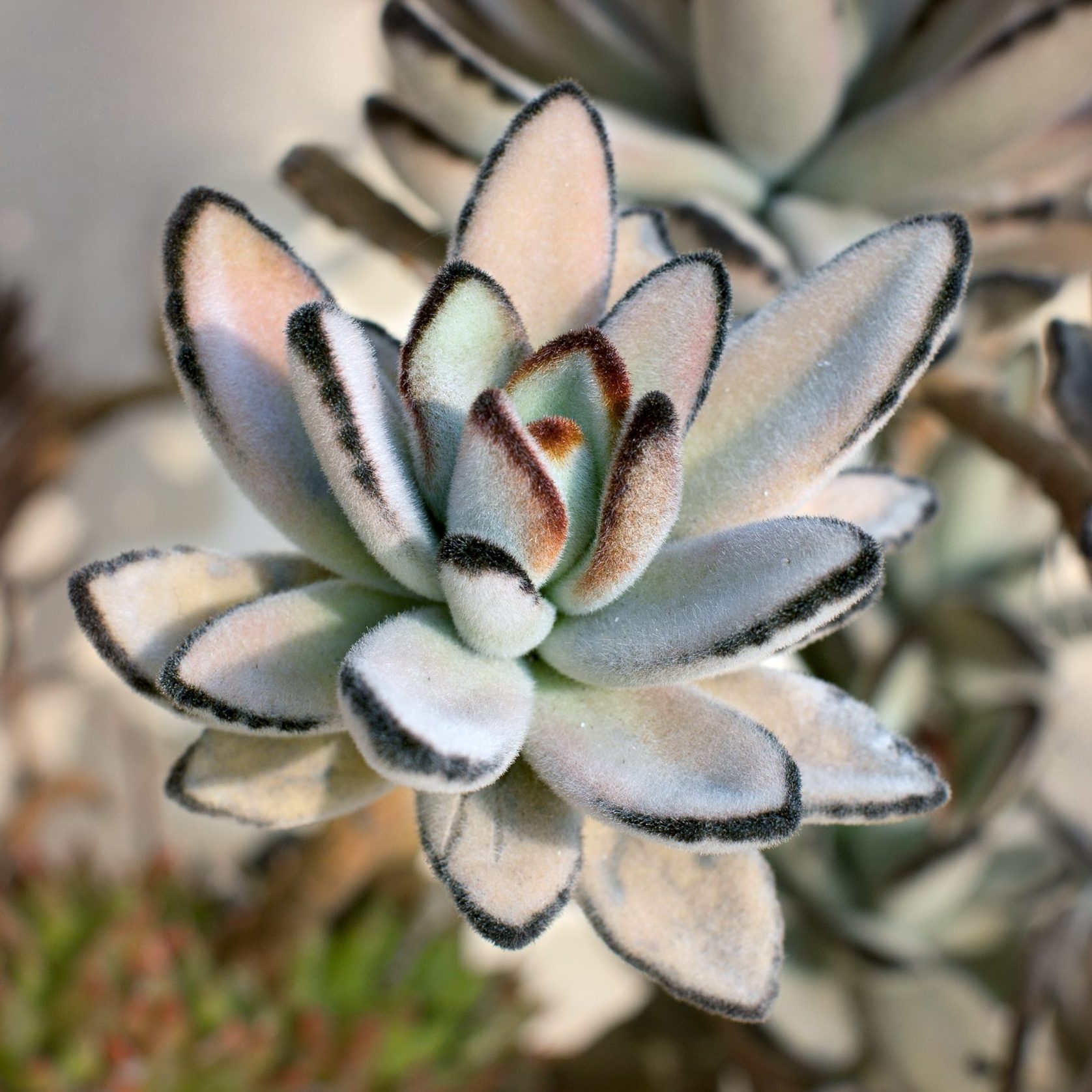 Panda Plant