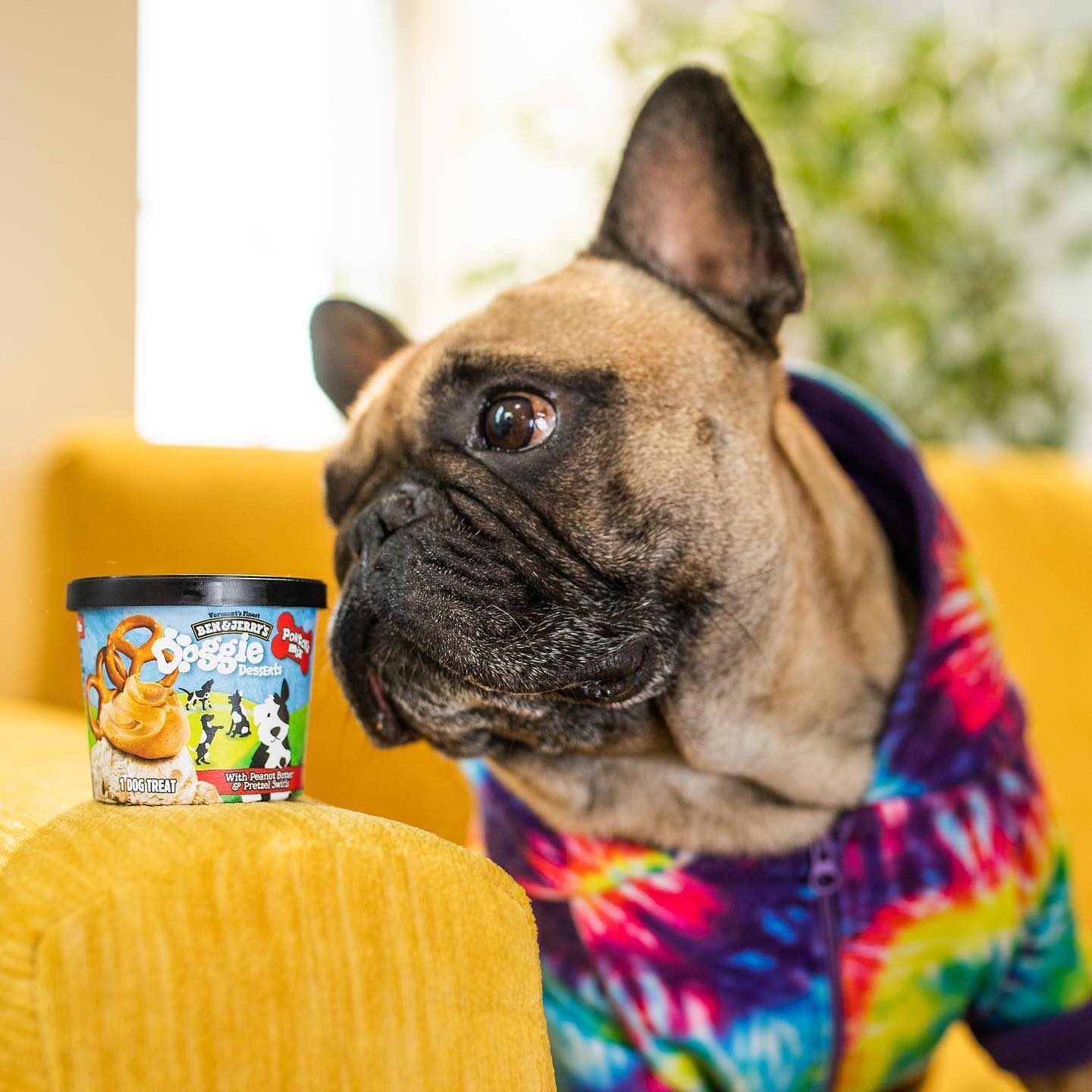 Ben And Jerrys Dog Ice cReam