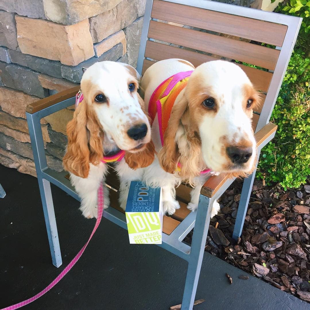 Dogs Eating Pdq Tenders