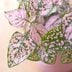 8 Pink Plants for Your Houseplant Collection