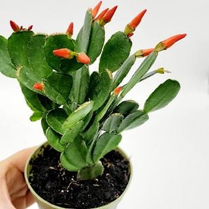 Spring Cactus with Flowers