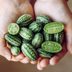 What Is a Cucamelon?