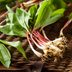 16 Ramp Recipes That Celebrate the Start of Spring