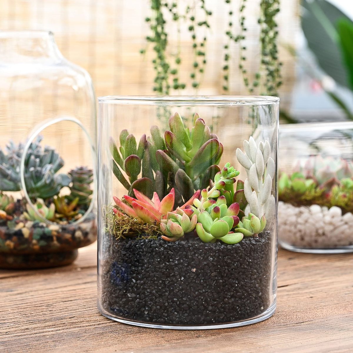 Mini Succulents