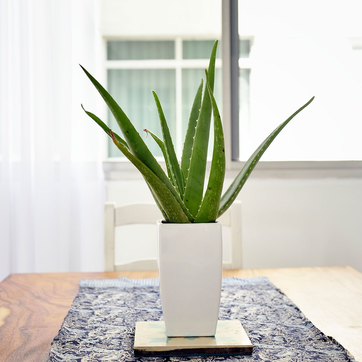 Aloe Vera Plant