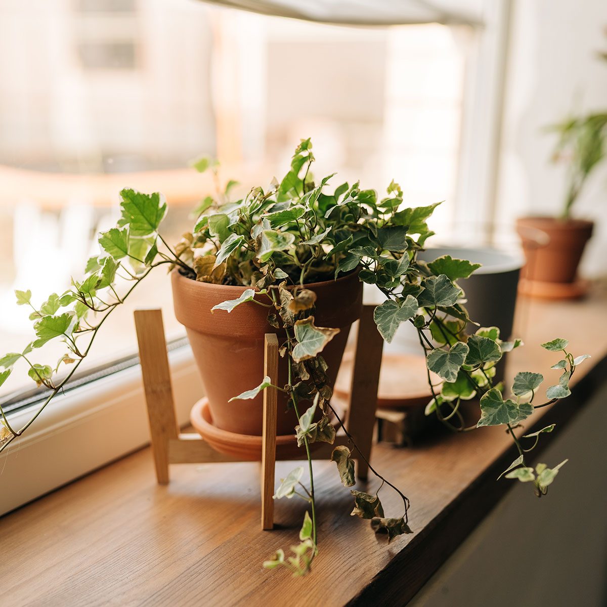 English Ivy Plant
