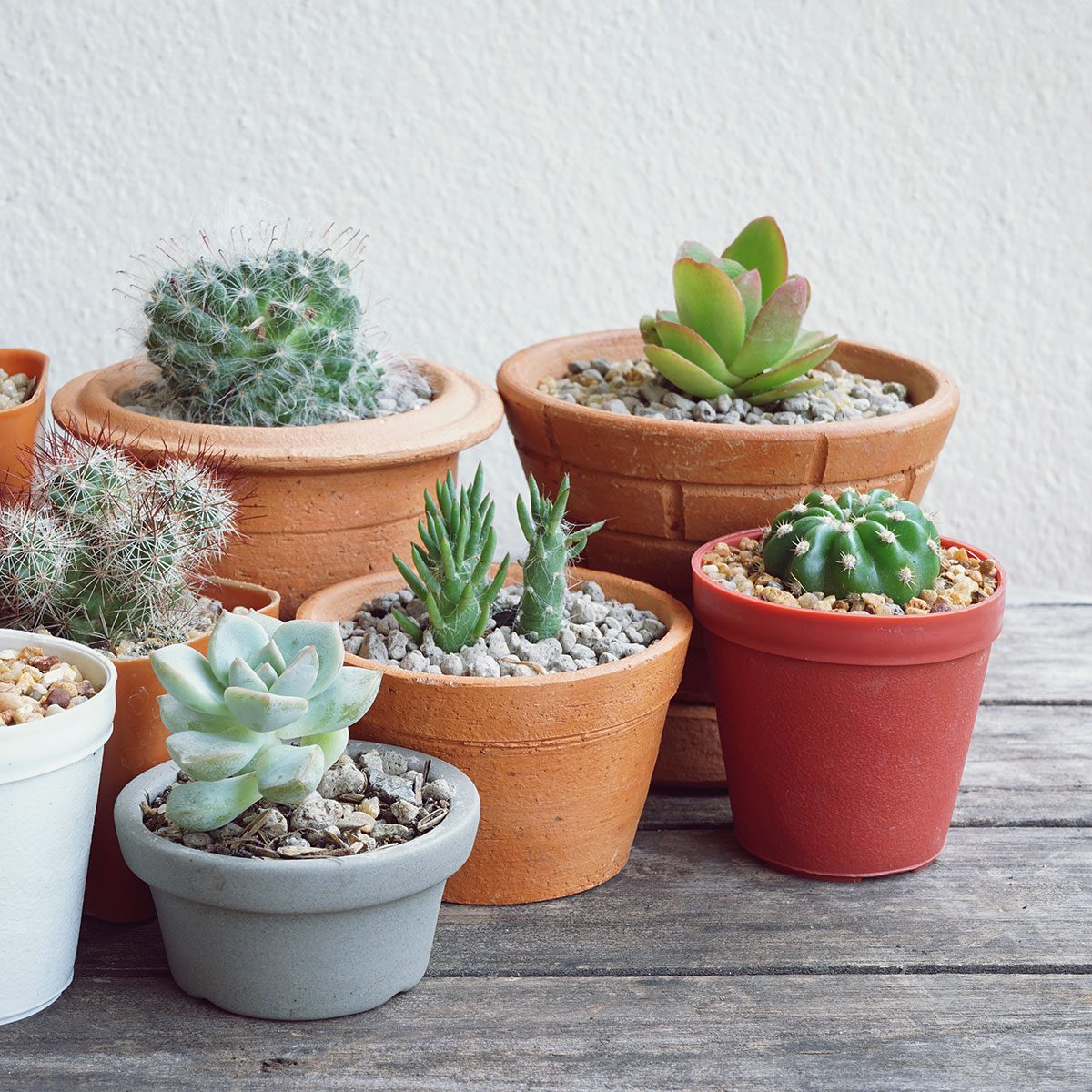 Succulents