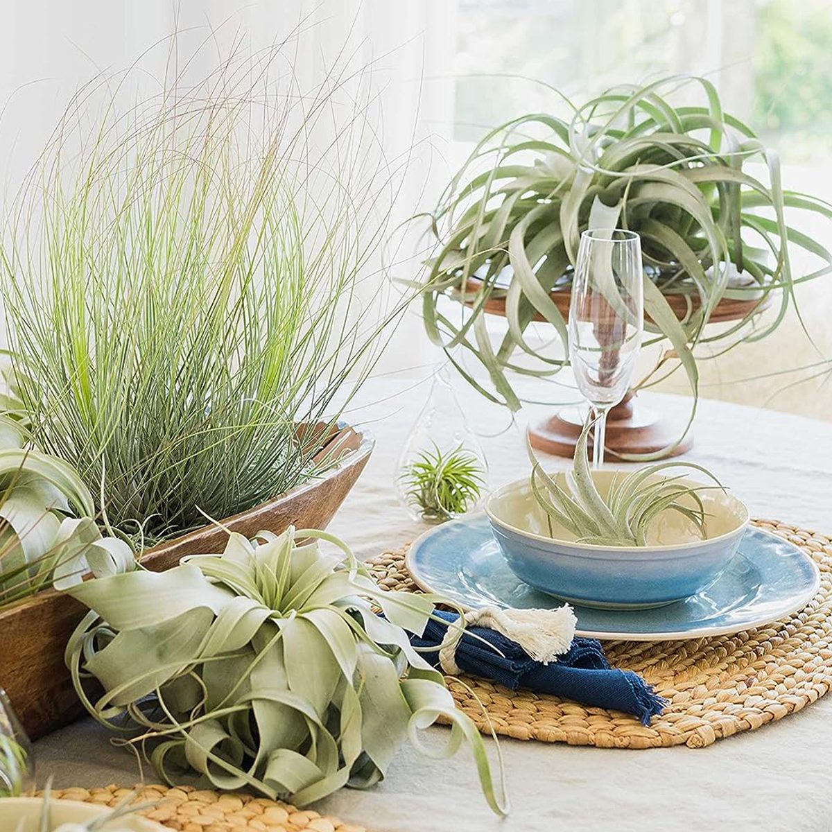 Tillandsia