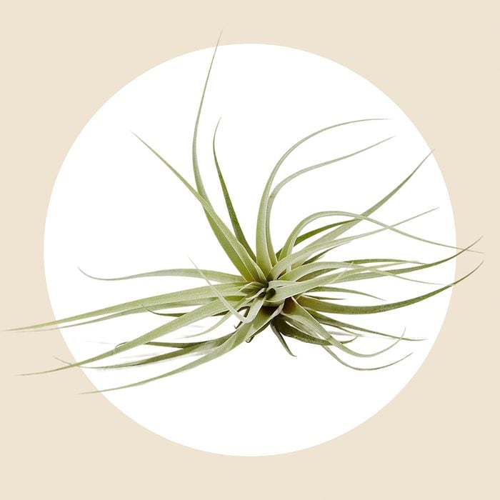 Tillandsia