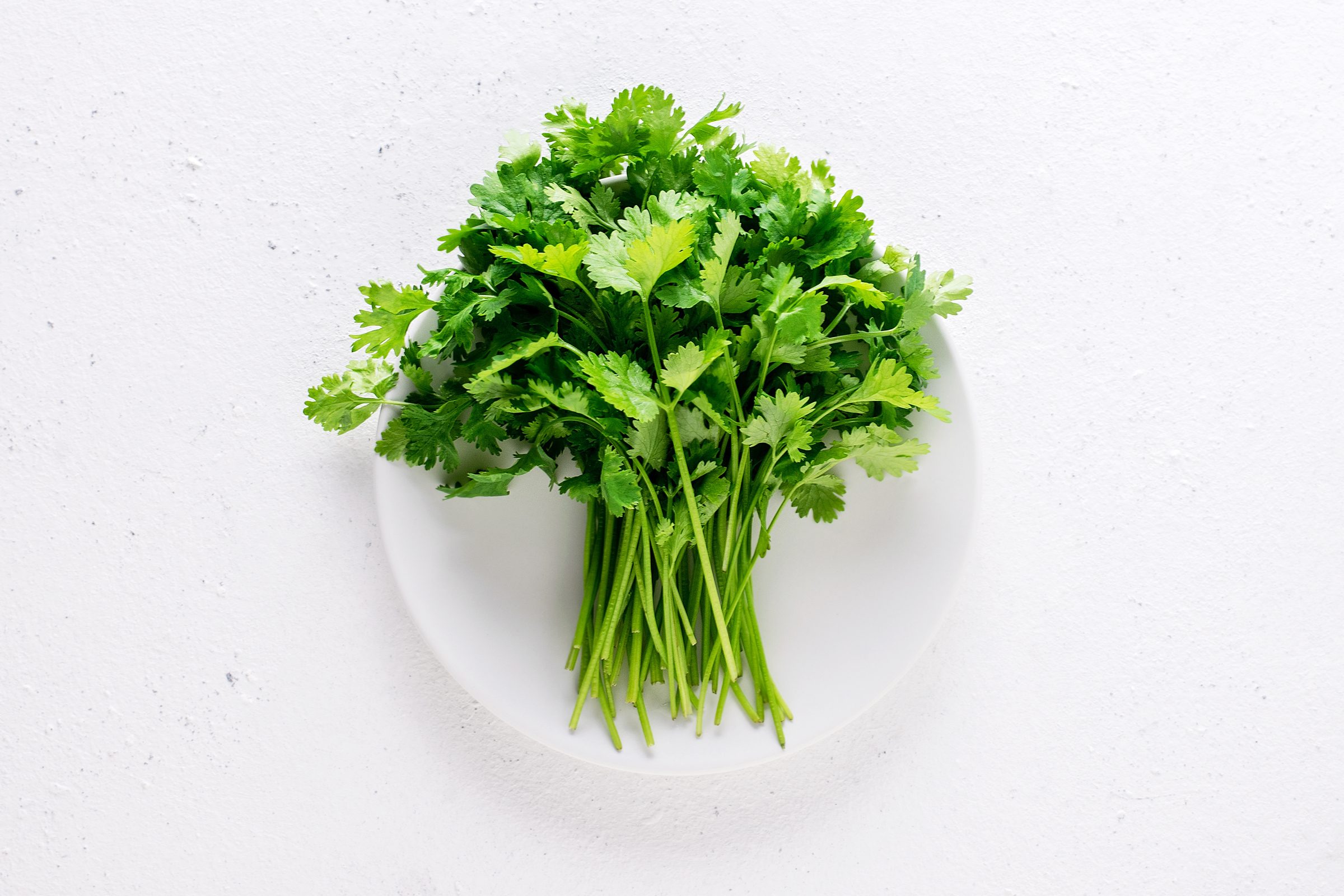 Fresh Cilantro