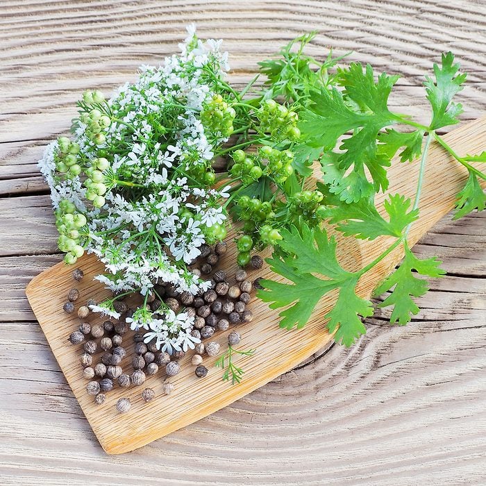 cilantro flower