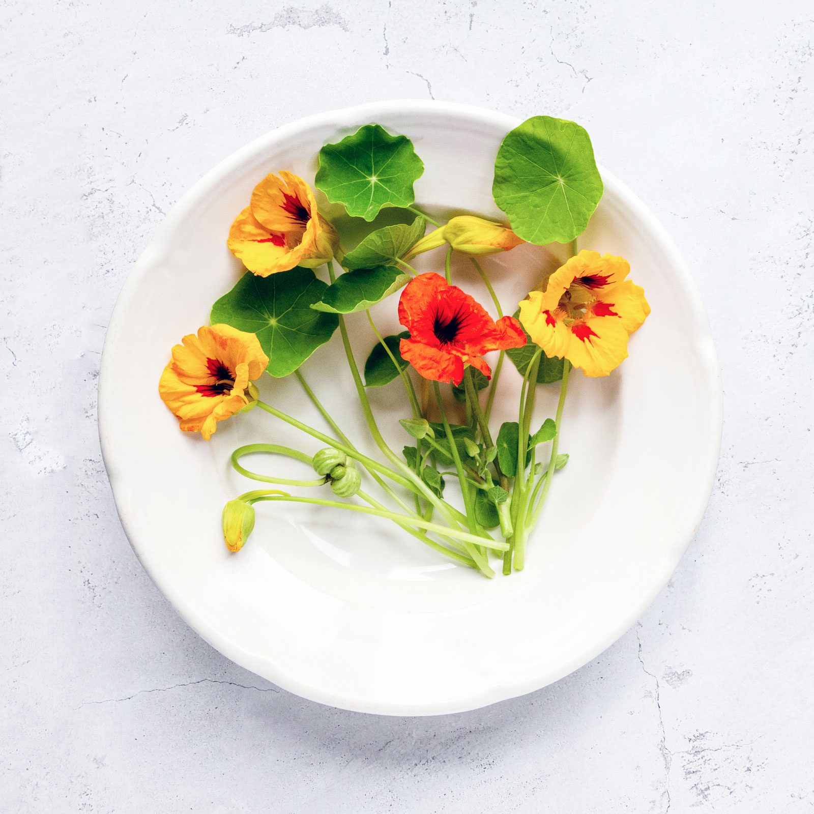 Nasturtium