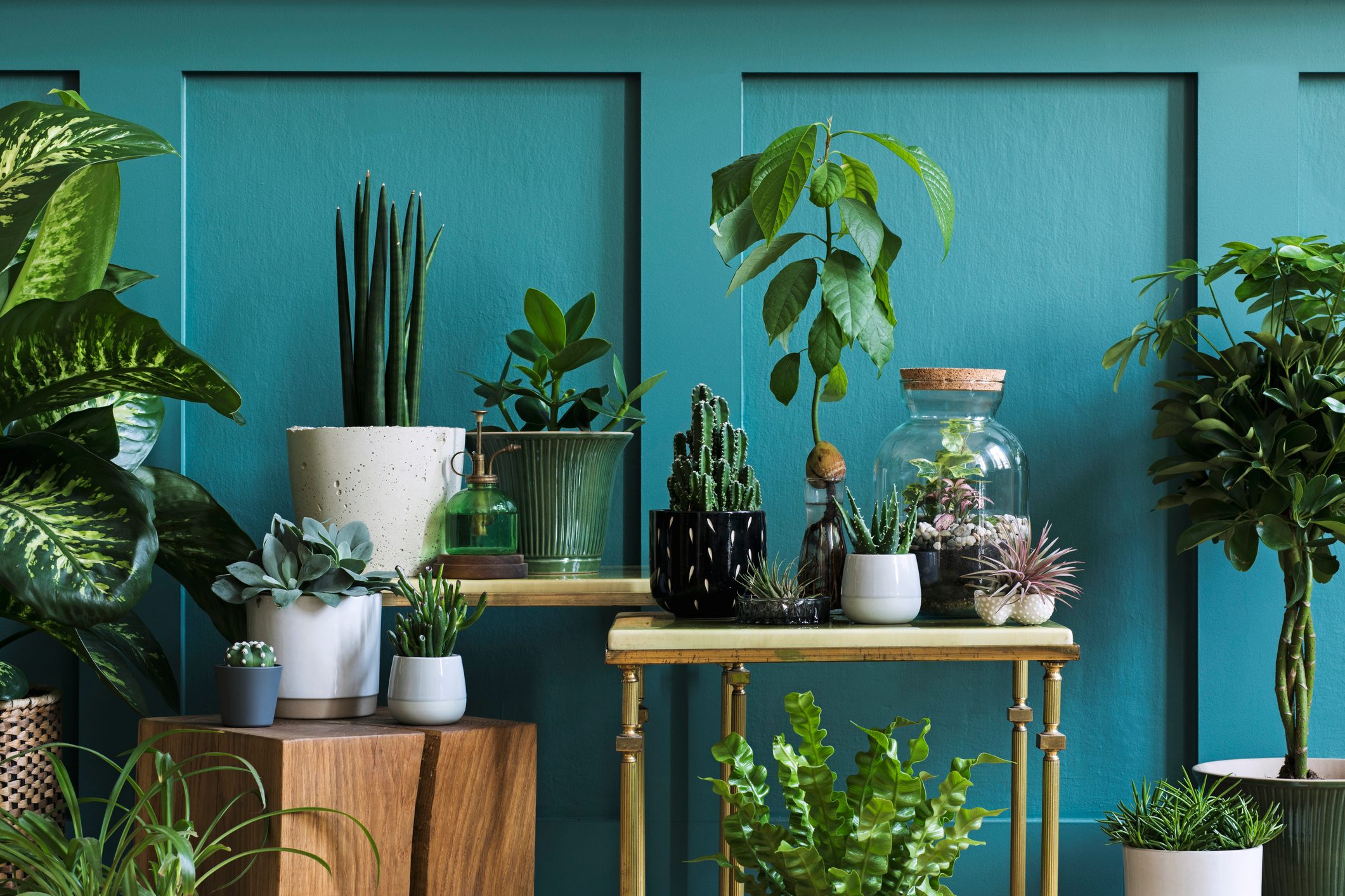 Home garden interior filled a lot of beautiful plants