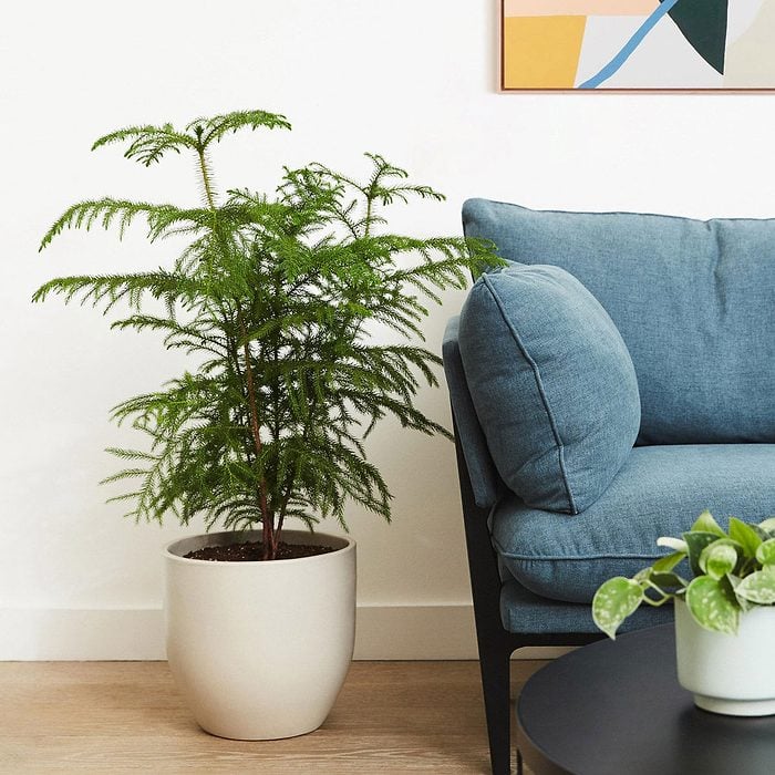 Large Norfolk Island Pine