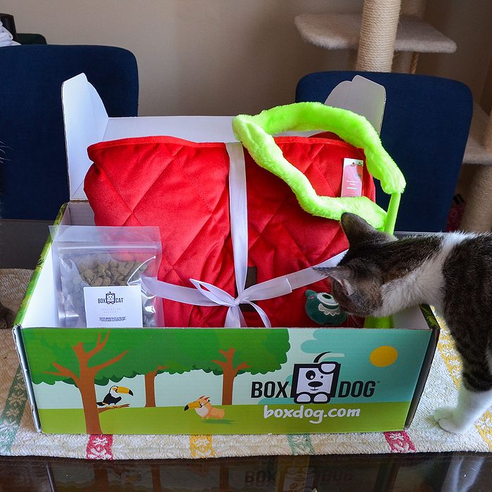 Boxcat
