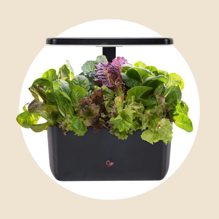 Harvest Garden