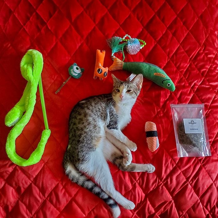 Giant Felted Pet Blanket