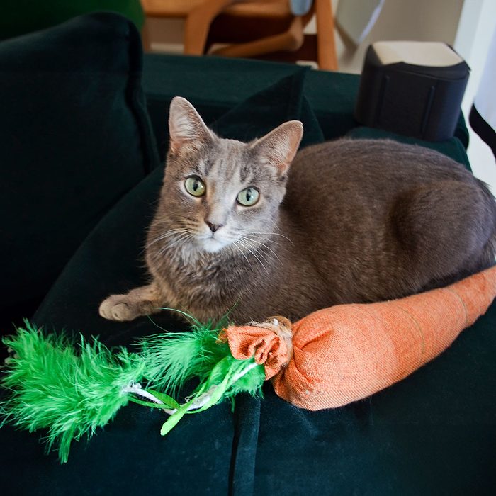 Kicker Carrot