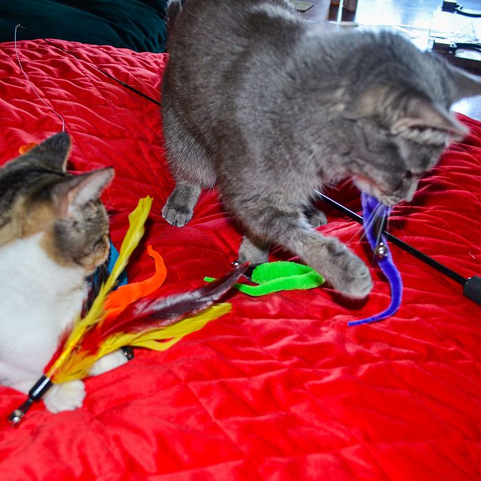 Refillable Cat Wand