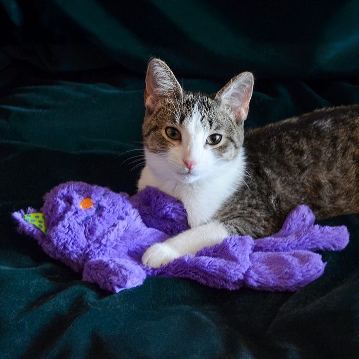 Soothing Cat Toy
