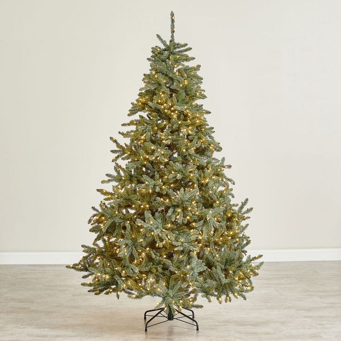 Classic Blue Spruce