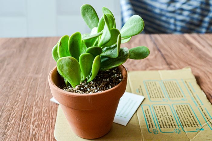 Succulents Box