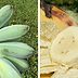 This Is Where to Find a Blue Java Banana