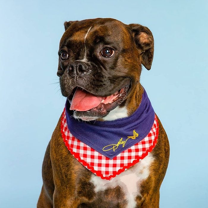 Doggy Parton Bandana
