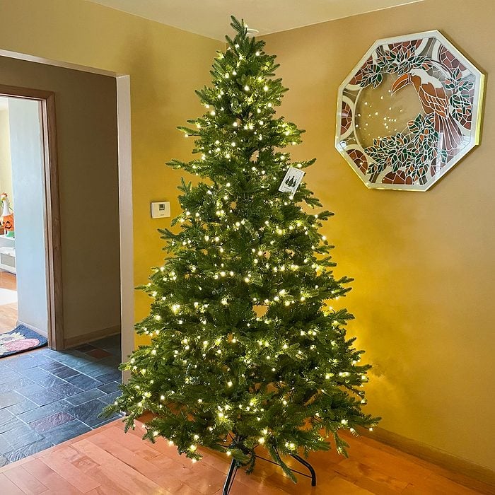 King Of Christmas Alpine Fir