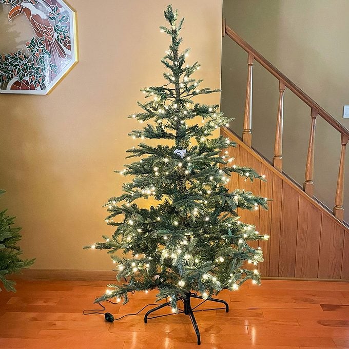 King Of Christmas King Noble Fir