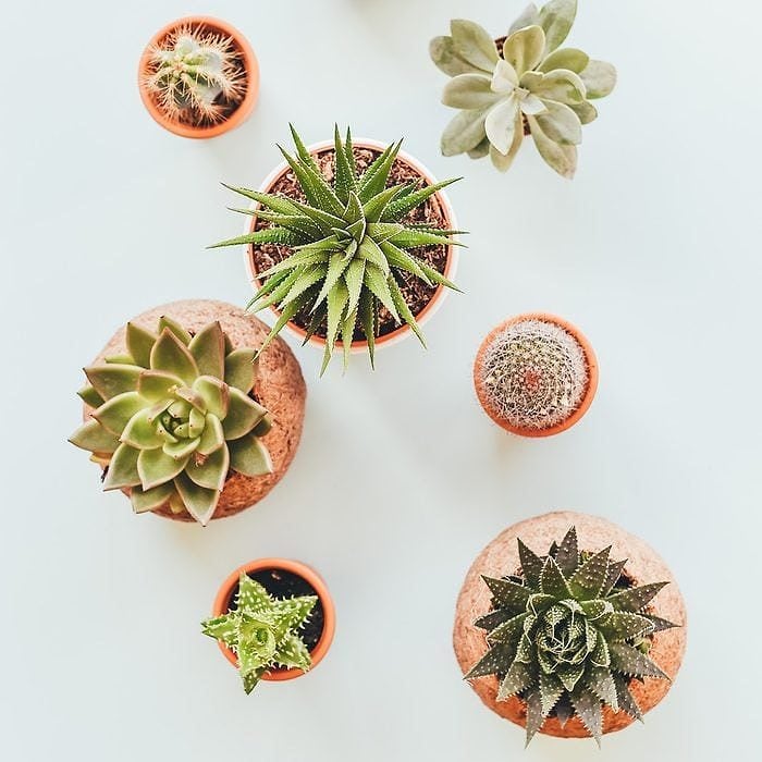 Succulent Studios