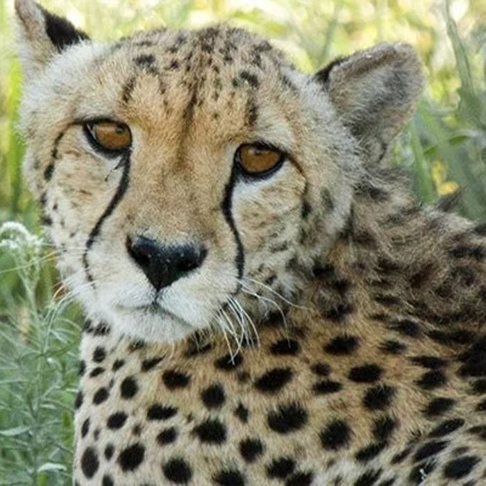 Cheetah Wwf Adoption Ecomm Via Gifts.worldwildlife.org 