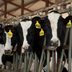 How the Bird Flu Outbreak Is Affecting the Price of Milk, Eggs and Beef