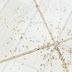 9 Ways to Get Rid of Ants in Your Kitchen