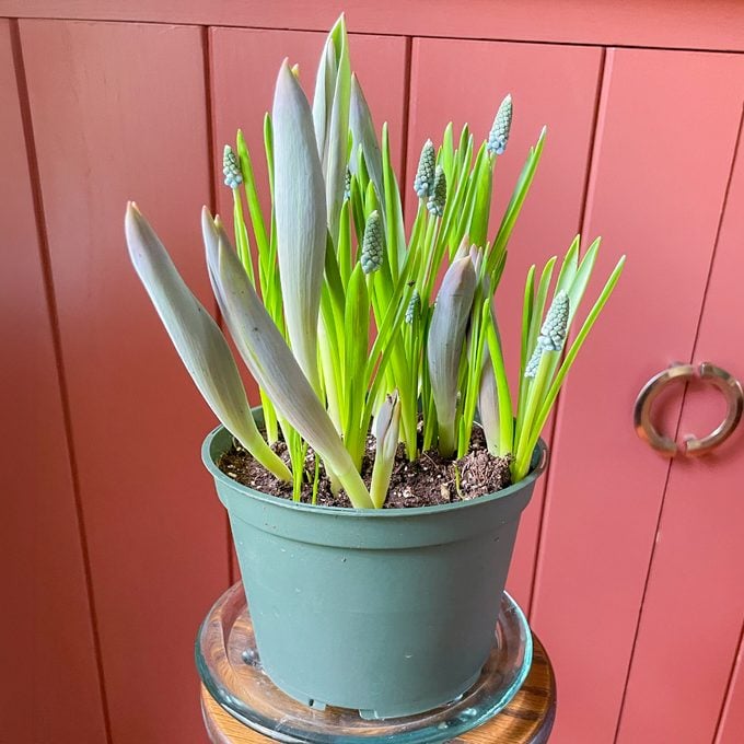 Toha25 Harry & David Bulb Of The Month Club Katie Bandurski 02 Ssedit