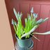 Harry and David Bulb-of-the-Month Club: A Unique Floral Surprise for Your Loved Ones