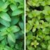 Spearmint vs. Peppermint: What's the Difference?