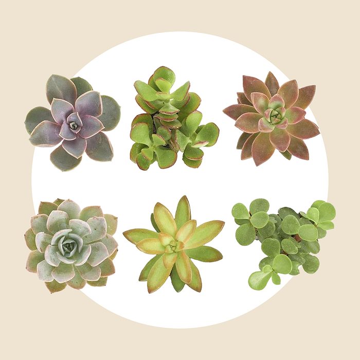 Succulents Assorted Succulent Plant Pack