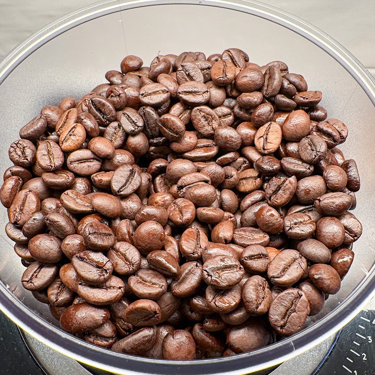 Toha26 Black Sheep Coffee Marisa Hillman 03 Ssedit