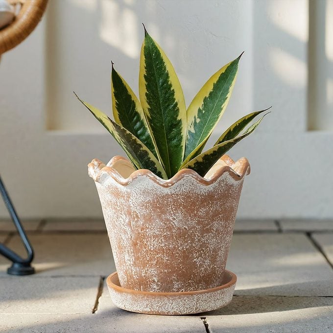 The My Texas House Summer Collection Terracotta Ceramic Planter Pot Via Walmart.com