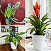 3 Best Plant of the Month Clubs for Budding Plant Parents (and Pros)