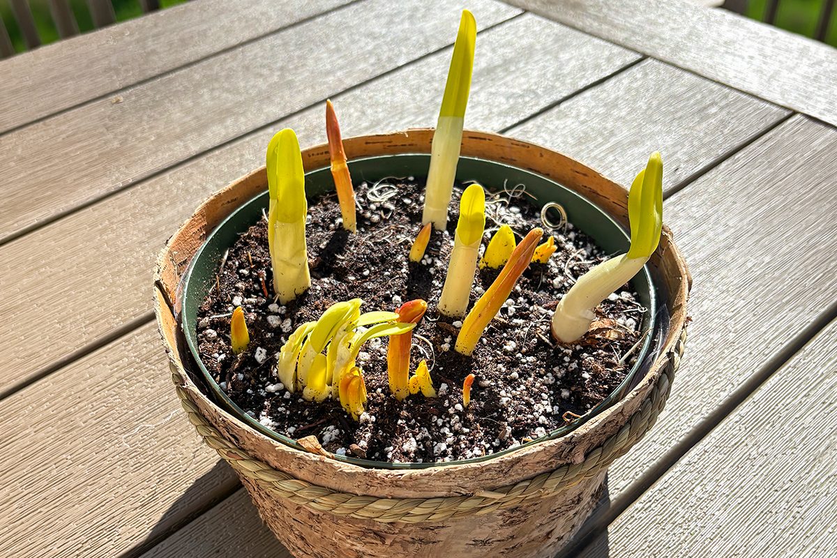 From You Flowers Smiles Bulb Garden