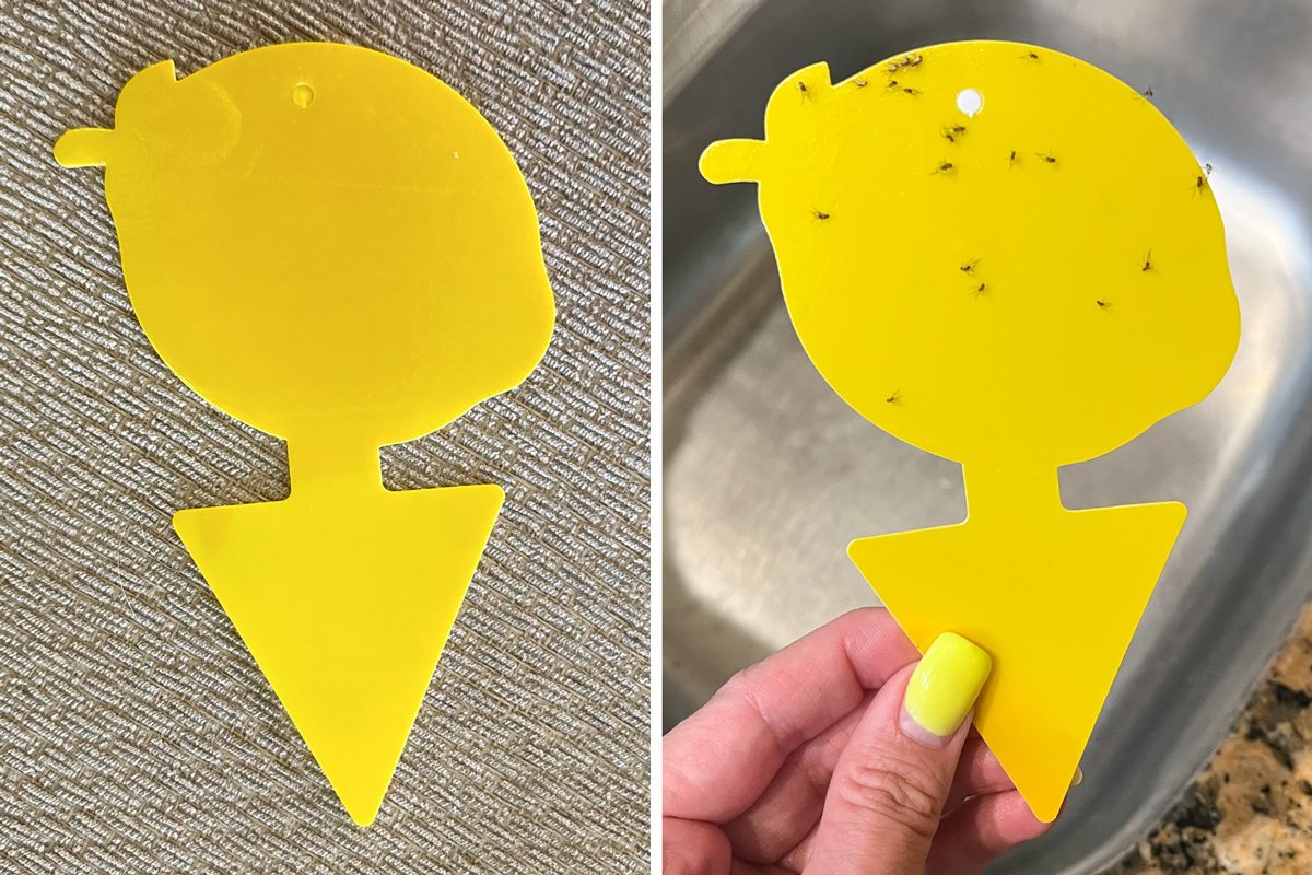 Kikalife Fruit Fly Trap before and after image